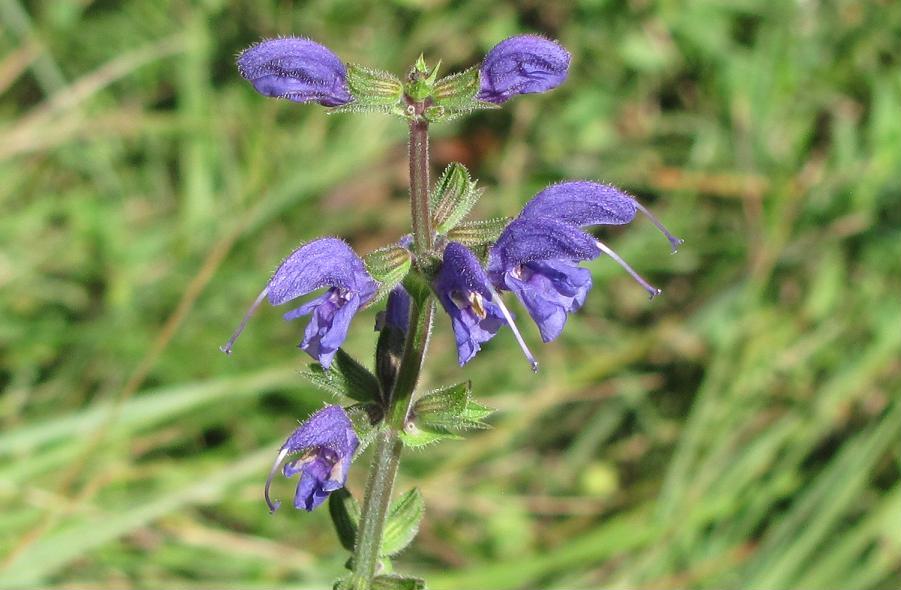 Salvia pratensis?